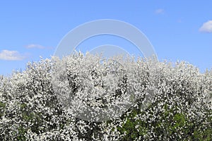 blackthorn flowers