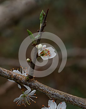 Blackthorn Flowers in Springtime in English woodland