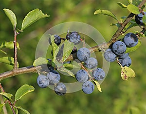 Blackthorn Fruit