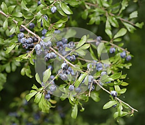Blackthorn Fruit or Sloe