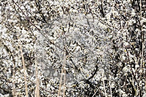Blackthorn May in Springtime background poster