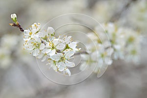 Blackthorn (Prunus spinosa) blossom. Branch with white flowers