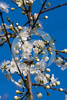 Blackthorn Prunus spinosa blossom in spring