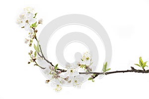 Blackthorn (prunus spinosa ) blossoms