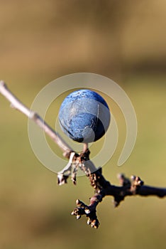 Blackthorn (Prunus spinosa L.)