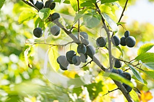 Blackthorn Sloe or Prunus Spinosa on Tree Branch