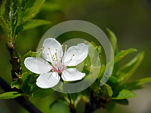 Blackthorn tree in blossom