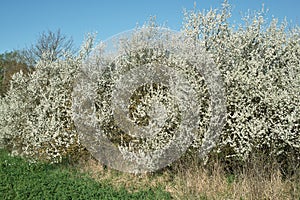 Blackthorn, wild plum