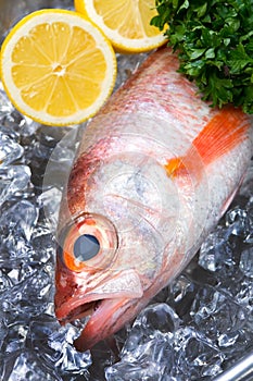 Blackthroat seaperch