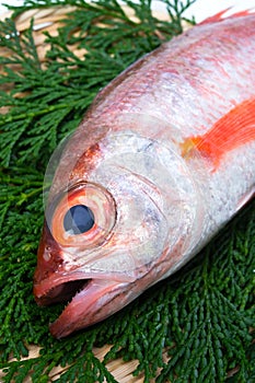 Blackthroat seaperch