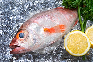 Blackthroat seaperch