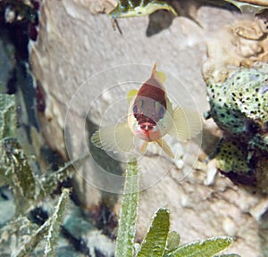 Blacktip grouper