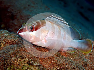 Blacktip Grouper photo