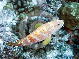 Blacktip grouper
