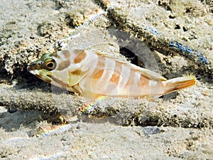 Blacktip grouper fish