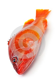 Blacktip grouper isolated