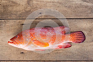 Blacktip grouper, Red-banded grouper.