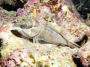 Blacktip grouper