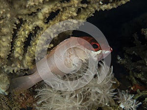 Blacktip gruoper fish lurking under the corals