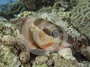 Blacktip gruoper fish in the red sea reef ,eilat