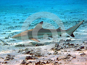 Blacktip Reef Shark