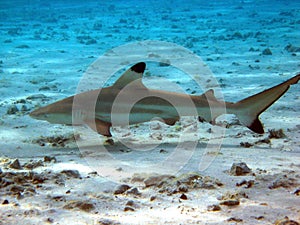 Blacktip Reef Shark