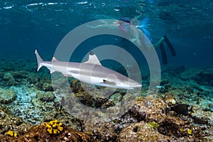 Blacktip reef shark