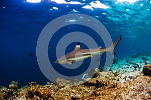 Blacktip reef shark