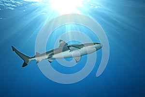 Blacktip Reef Shark photo