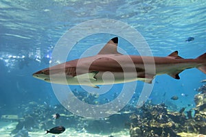 Blacktip reef shark photo