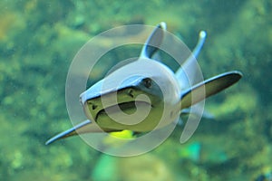 Blacktip reef shark