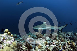 Blacktip Reef Shark