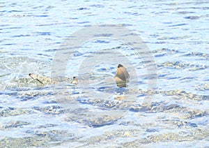 Blacktip reef shark