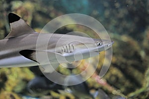 Blacktip reef shark