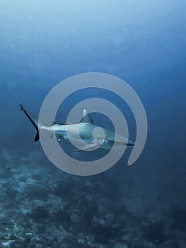 Blacktip Reef Shark in the blue