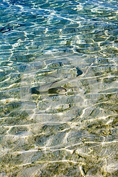 Blacktip reef shark Carcarhinus melanopterus swims in shallow waters