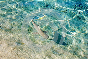 Blacktip reef shark Carcarhinus melanopterus swims in shallow waters