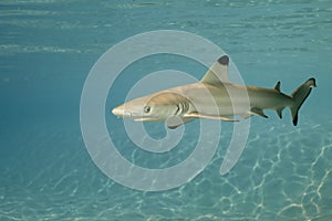 Blacktip reef shark carcharhinus melanopterus 01 photo