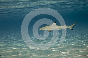 Blacktip reef shark carcharhinus melanopterus 01 photo