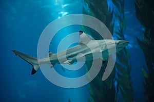 Blacktip reef shark Carcharhinus melanopterus