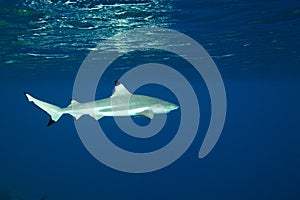 Blacktip reef shark Carcharhinus melanopterus photo