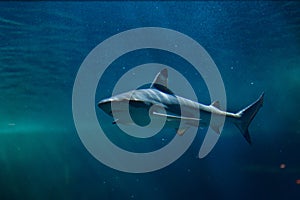 Blacktip reef shark (Carcharhinus melanopterus).