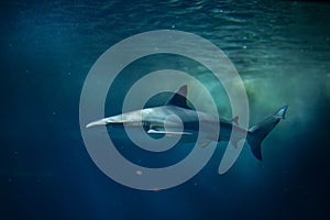 Blacktip reef shark (Carcharhinus melanopterus).