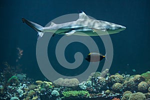 Blacktip reef shark Carcharhinus melanopterus photo