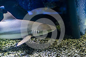Blacktip reef shark. Carcharhinus melanopterus in aquarium
