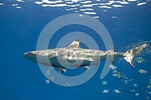 Blacktip Reef Shark, Carcharhinus melanopterus, with Remora photo