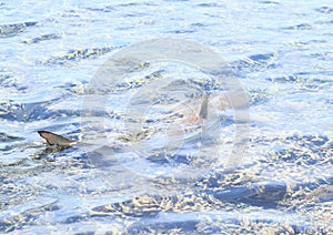 Blacktip reef shark