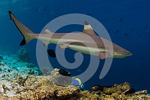 Blacktip reef shark photo
