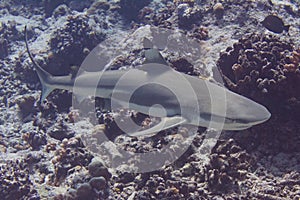 Blacktip Reef Shark on Coral Reef