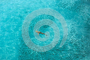 Blacktip Reef shark feeding